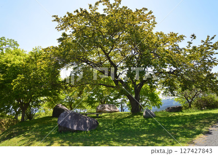 童謡の森ふれあいパーク　2025-5-3　＃70 127427843