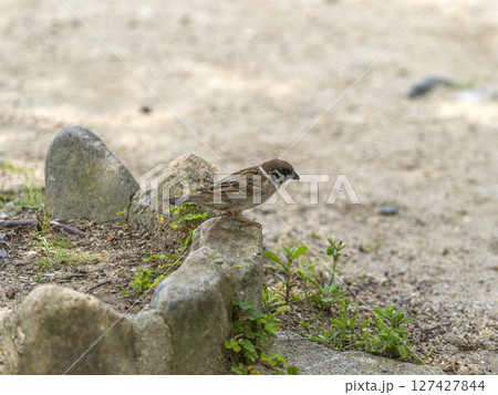 公園のスズメ 公園のスズメ 127427844
