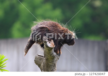 樹上のヤマアラシ 127428047
