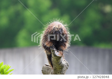 樹上のヤマアラシ 127428048