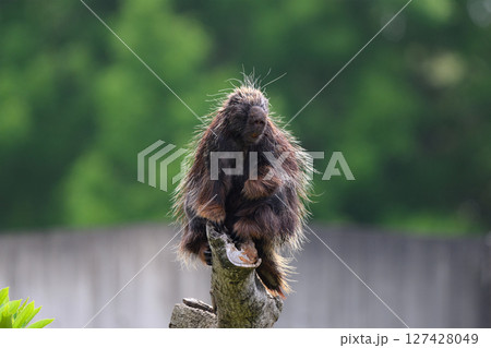 樹上のヤマアラシ 127428049