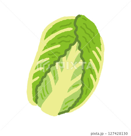白菜のかわいい手描きイラスト素材 127428130