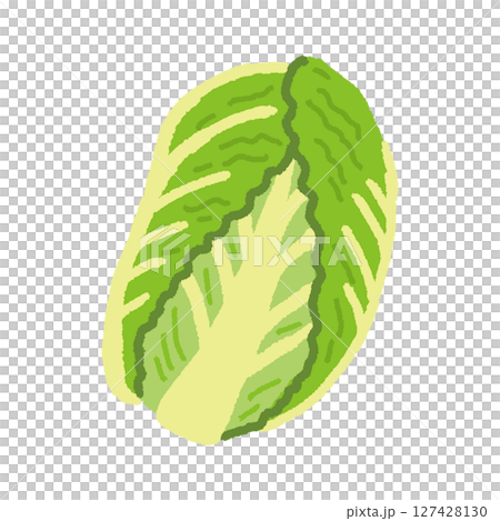 白菜のかわいい手描きイラスト素材 127428130