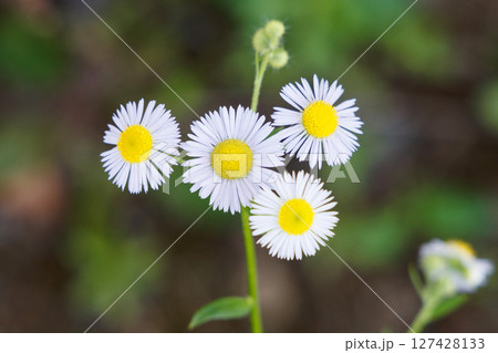 ヒメジョオン ヒメジョオン 127428133