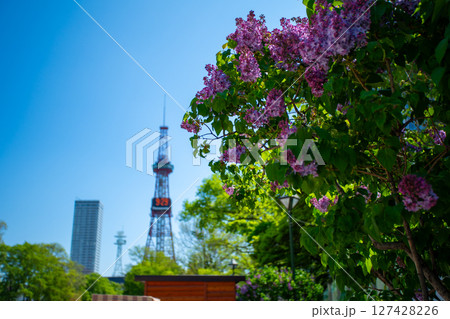 札幌大通公園　テレビ塔　ライラック　リラ　 127428226