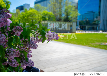札幌大通公園 テレビ塔 ライラック リラ 札幌大通公園 テレビ塔 ライラック リラ 127428232