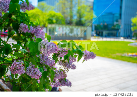 札幌大通公園 テレビ塔 ライラック リラ 札幌大通公園 テレビ塔 ライラック リラ 127428233