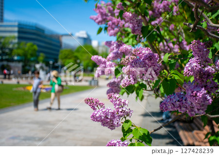 札幌大通公園　テレビ塔　ライラック　リラ　 127428239