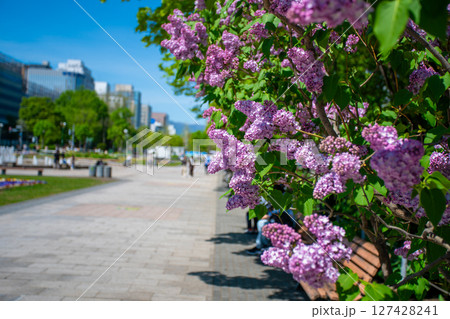 札幌大通公園 テレビ塔 ライラック リラ 札幌大通公園 テレビ塔 ライラック リラ 127428241