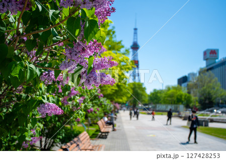 札幌大通公園 テレビ塔 ライラック リラ 札幌大通公園 テレビ塔 ライラック リラ 127428253