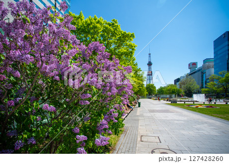 札幌大通公園 テレビ塔 ライラック リラ 札幌大通公園 テレビ塔 ライラック リラ 127428260