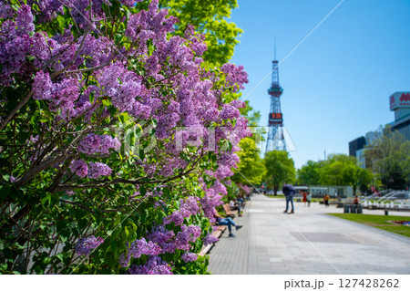 札幌大通公園 テレビ塔 ライラック リラ 札幌大通公園 テレビ塔 ライラック リラ 127428262