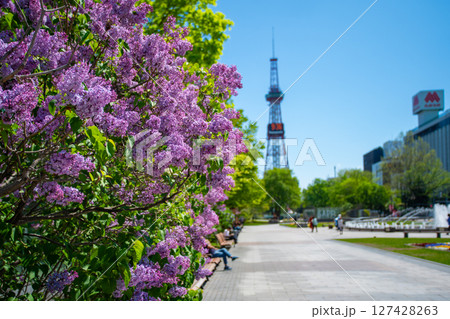 札幌大通公園 テレビ塔 ライラック リラ 札幌大通公園 テレビ塔 ライラック リラ 127428263