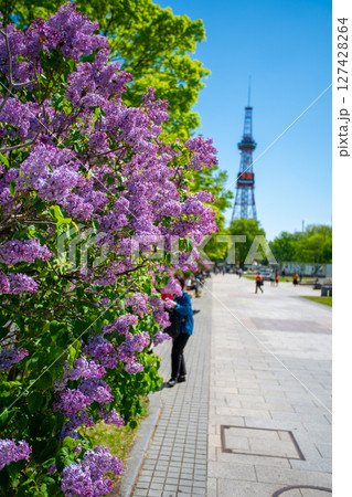 札幌大通公園 テレビ塔 ライラック リラ 札幌大通公園 テレビ塔 ライラック リラ 127428264