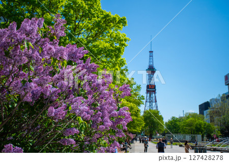 札幌大通公園　テレビ塔　ライラック　リラ　 127428278