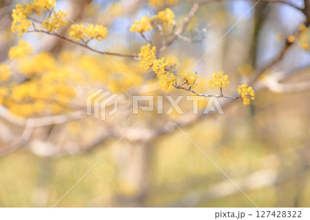 サンシュユの花 満開 サンシュユの花 満開 127428322