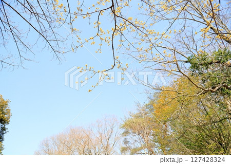 サンシュユの花　満開 127428324