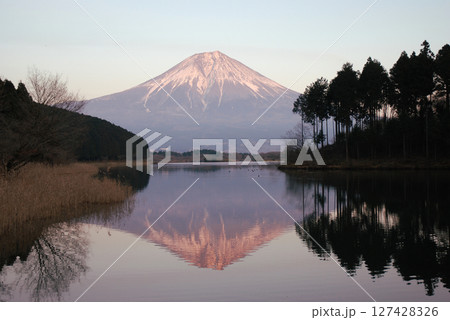 Morgenrot of Mt. Fuji 真冬の田貫湖から眺める朝焼けの逆さ富士(モルゲンロート) 127428326