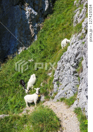 White goats with bell grazing in the Swiss Alps, near Appenzell in the Alpstein mountain range, Ebenalp, Switzerland White goats with bell grazing in the Swiss Alps, near Appenzell in the Alpstein mountain range, Ebenalp, Switzerland 127428584