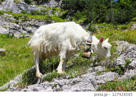 White goat with bell grazing in the Swiss Alps, near Appenzell in the Alpstein mountain range, Ebenalp, Switzerland 127428585