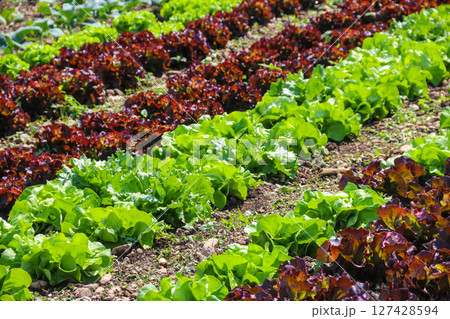 Red and green romaine lettuce growing on a field Red and green romaine lettuce growing on a field 127428594