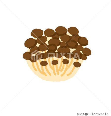 しめじのかわいい手描きイラスト素材 127428612