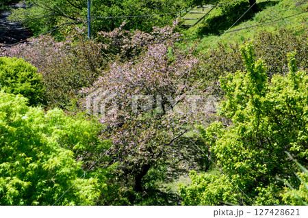 童謡の森ふれあいパーク　2025-5-3　＃75 127428621