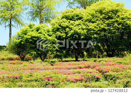 童謡の森ふれあいパーク　2025-5-3　＃82 127428812