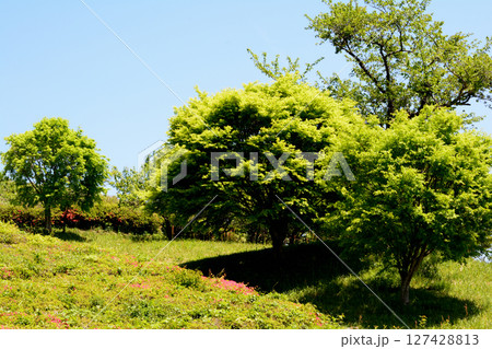 童謡の森ふれあいパーク　2025-5-3　＃83 127428813