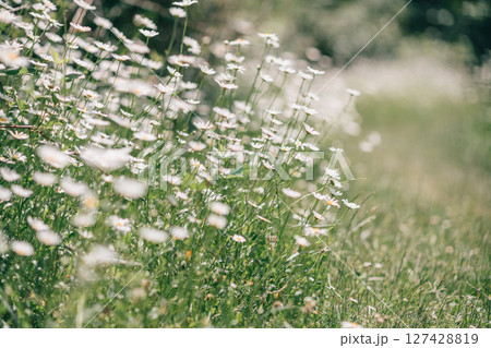 Daisies meadow nature: Daisies bloom in green field during day due to spring season. 127428819