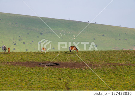 Horses Grassland Pasture: Horses graze freely on spring pastureland for nourishment and ecological grazing. 127428836