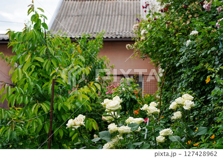 A lush backyard garden filled with white roses and green leafy plants stands in front of an old house A lush backyard garden filled with white roses and green leafy plants stands in front of an old house 127428962