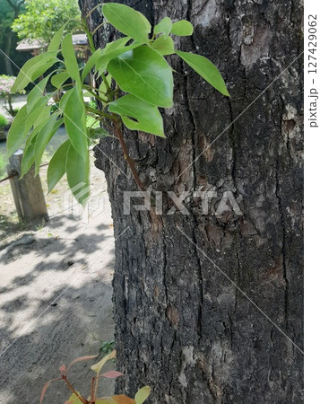 木の幹に生える葉 木と葉 木の幹に生える葉 木と葉 127429062