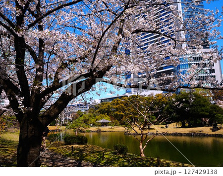 旧芝離宮恩賜庭園の満開のサクラ 旧芝離宮恩賜庭園の満開のサクラ 127429138
