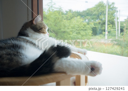 pet care concept with play and happy feeling with scottish cat see rain drop on window in living room 127429241