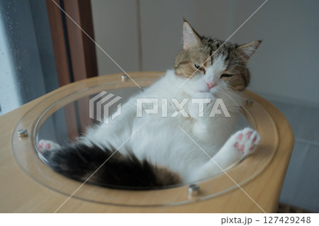 pet care concept with play and happy feeling with scottish cat see rain drop on window in living room 127429248