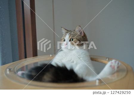 pet care concept with play and happy feeling with scottish cat see rain drop on window in living room pet care concept with play and happy feeling with scottish cat see rain drop on window in living room 127429250