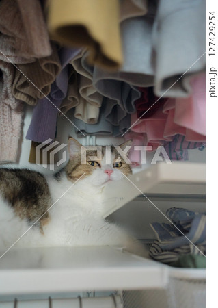 pet care concept with scottish cat sleep in wardrobe 127429254