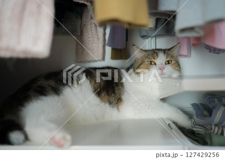 pet care concept with scottish cat sleep in wardrobe pet care concept with scottish cat sleep in wardrobe 127429256