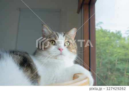 pet care concept with play and happy feeling with scottish cat see rain drop on window in living room 127429262