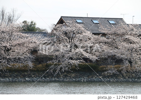 伊勢崎市民の憩いの公園波志江沼 伊勢崎市民の憩いの公園波志江沼 127429468