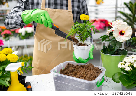 A person wearing green gloves transplants a marigold plant into a white pot, demonstrating gardening practices in a greenhouse setting. 127429543