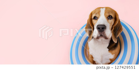 Cute beagle dog in a swimming ring on a pink background. Cute beagle dog in a swimming ring on a pink background. 127429551