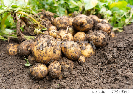 畑のじゃがいも  127429560