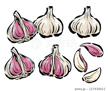 紫にんにく 半分に割った断面・一片など 筆タッチ手描きイラスト 紫にんにく 半分に割った断面・一片など 筆タッチ手描きイラスト 127430021
