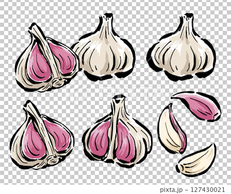 紫蒜:橫切面切成兩半、一片等。手繪插畫,附筆觸 紫蒜:橫切面切成兩半、一片等。手繪插畫,附筆觸 127430021