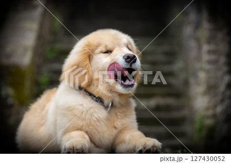 red labrador golden retriever puppy lies on the stone stairs in the park. puppy licks his lips 127430052