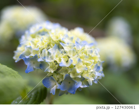 庭園に咲くパステルカラーの紫陽花 127430061