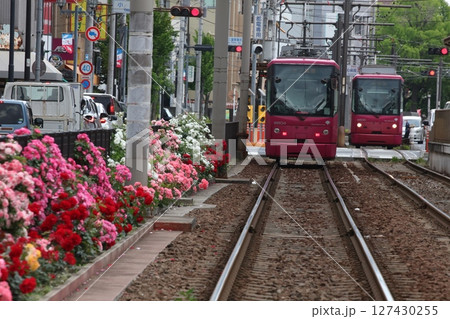 バラが咲き乱れる都電荒川線 127430255