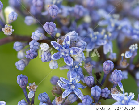 雨に濡れた額紫陽花の真花 127430334